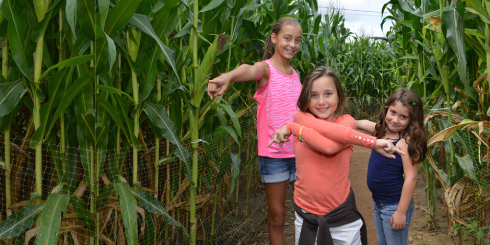 Three smiling children pointing inside a corn maze during daytime