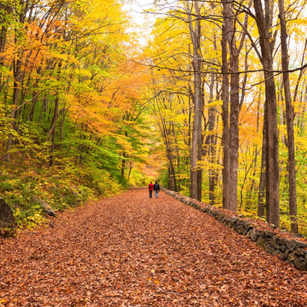 Two people walking on leaf-covered trail through autumn forest