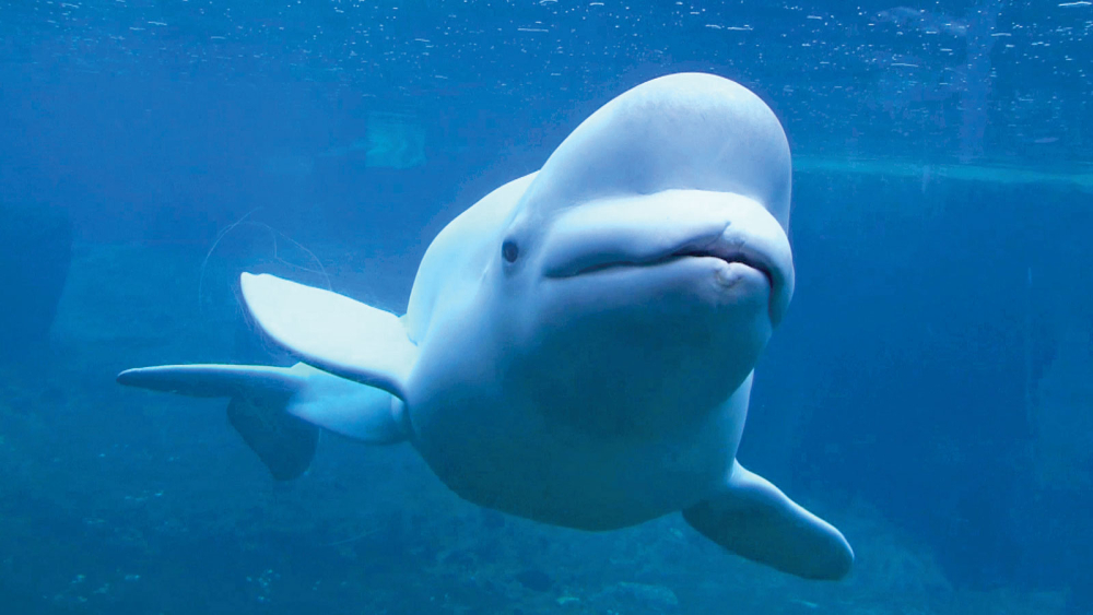 Beluga whale at Mystic Aquarium