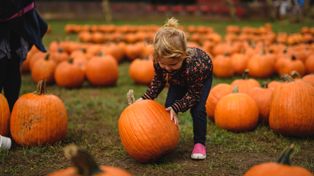bishops orchard pumpkin