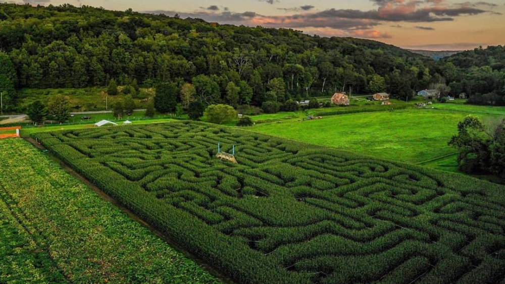 Woodbury Maze