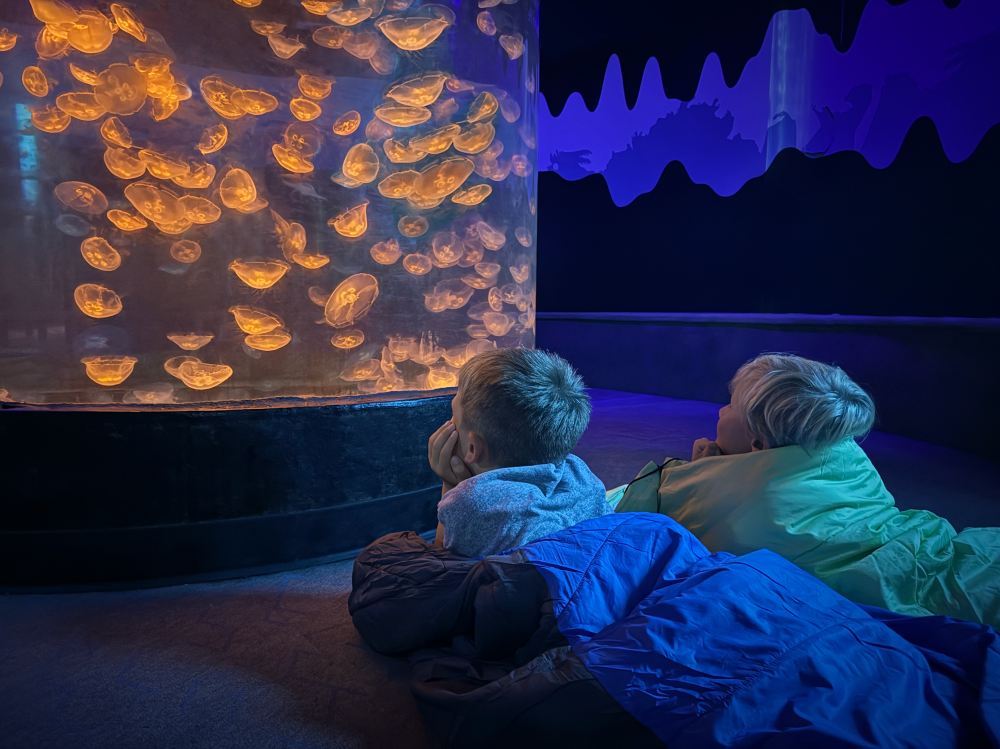 Dos niños yacen en sacos de dormir junto a la exhibición de medusas lunares del Acuario Marítimo