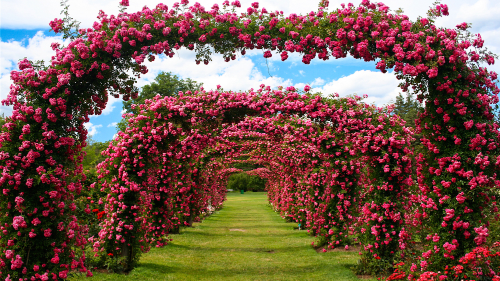 parque elizabeth