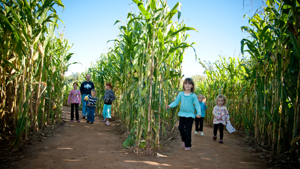 A family walking through a corn maze at Lyman Orchards