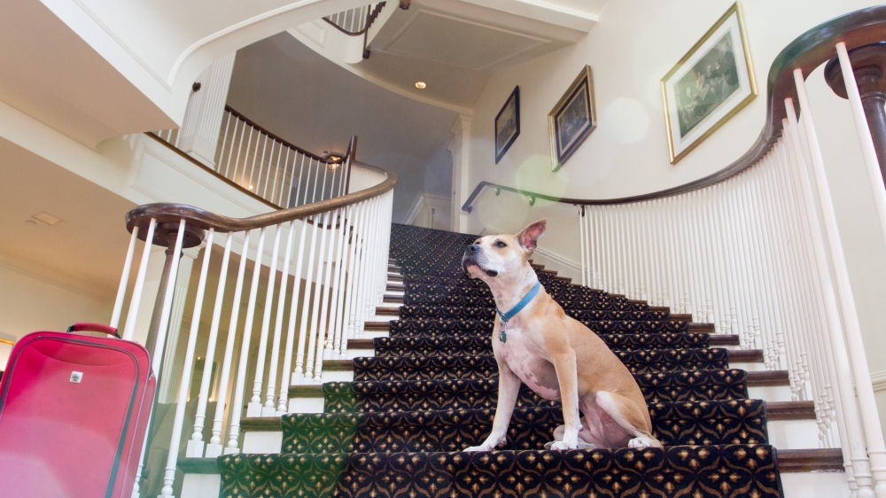 perro en el hotel
