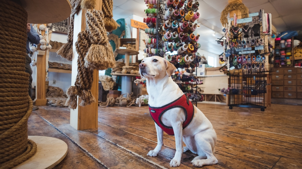 perro en tienda