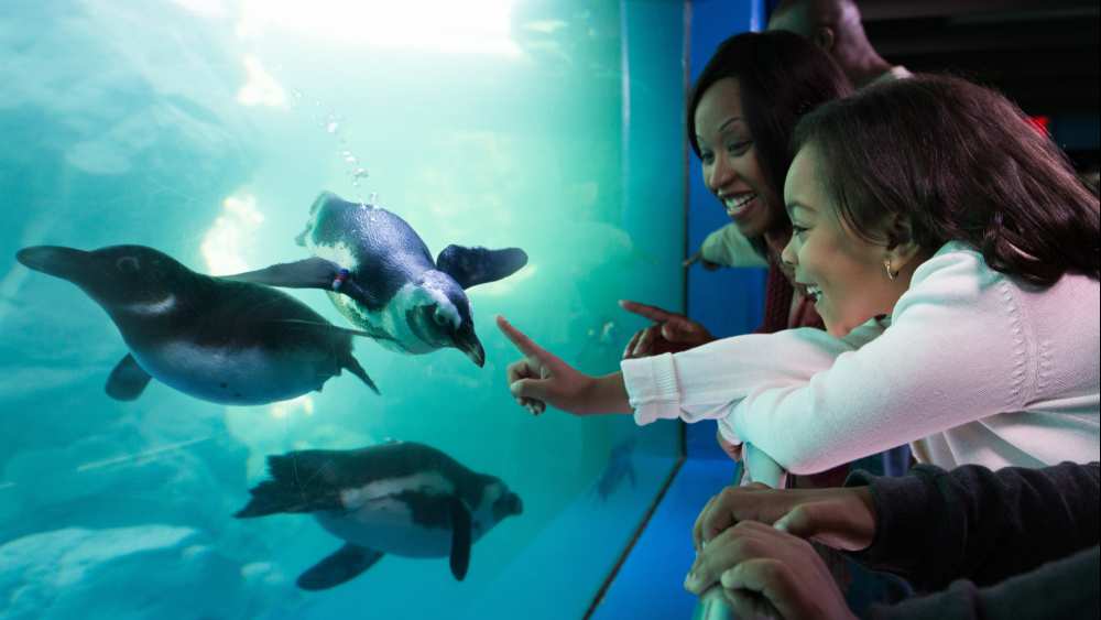 pingüinos místicos del acuario