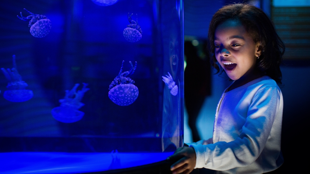 medusas místicas de acuario