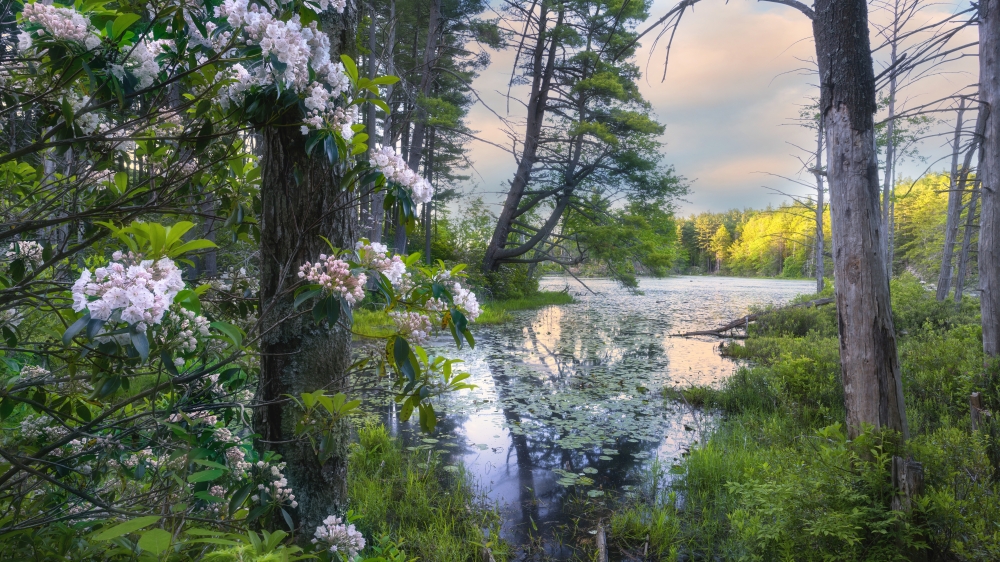 laurel de montaña bigelow