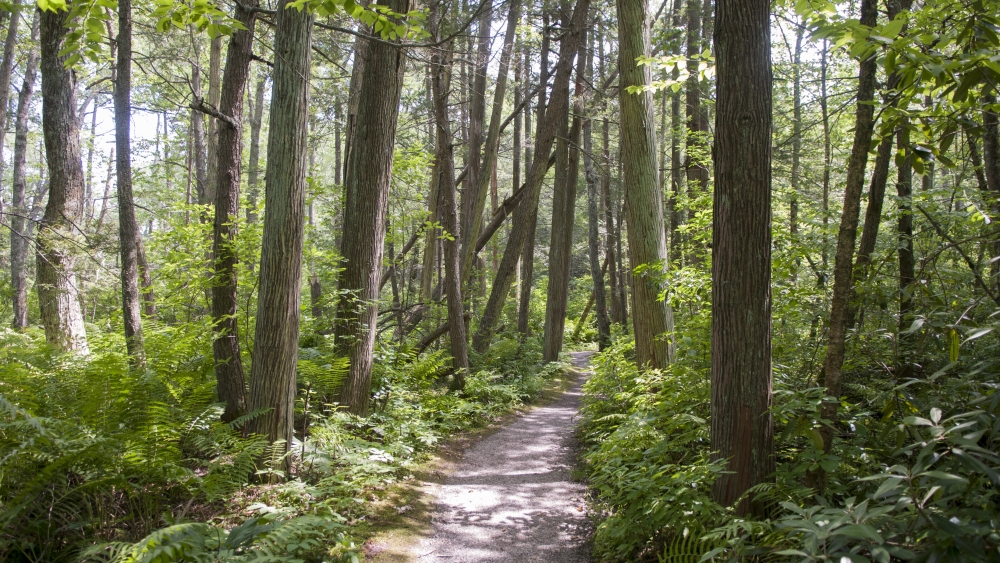 Excursión a Voluntown, muchos árboles
