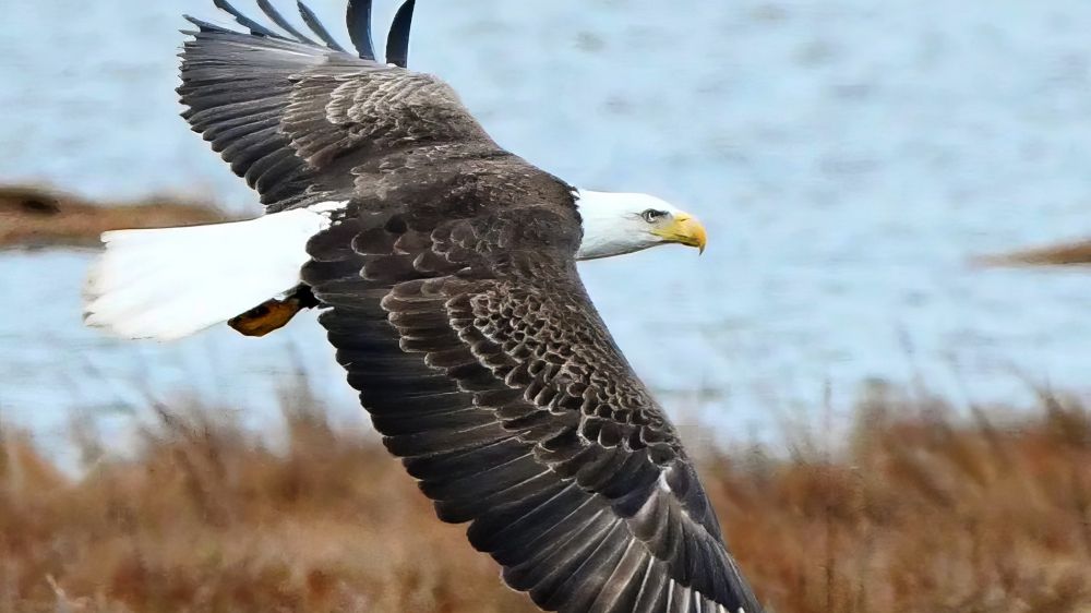 Rocky Neck State Park Eagle