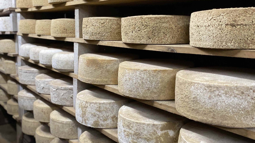 Ruedas de queso madurando en Cato Corner Farm en Colchester