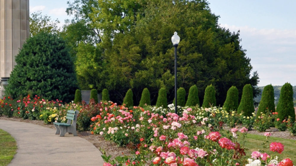 walnut hill park roses