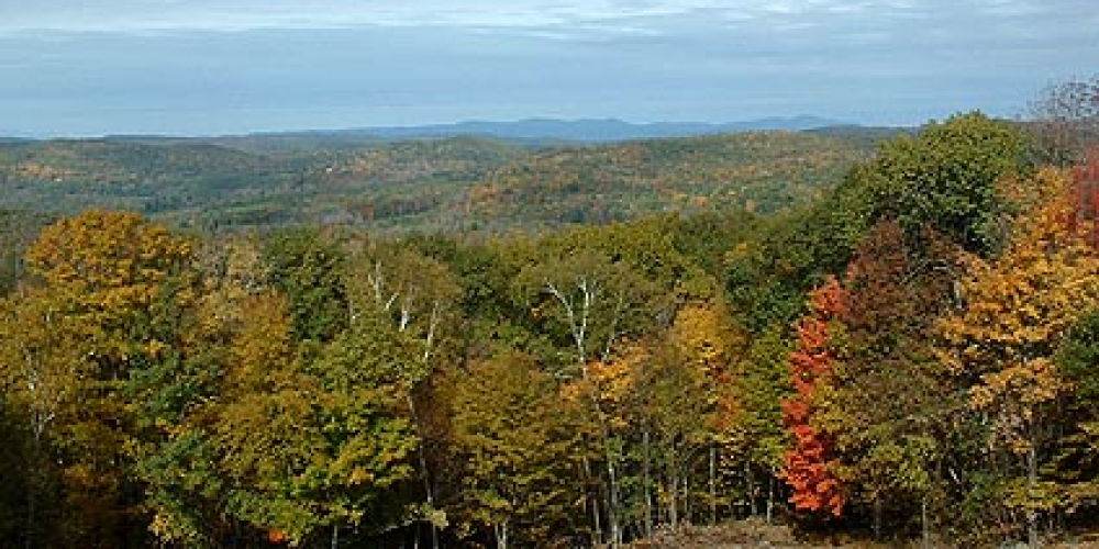 Forest landscape with autumn foliage under a partly cloudy sky