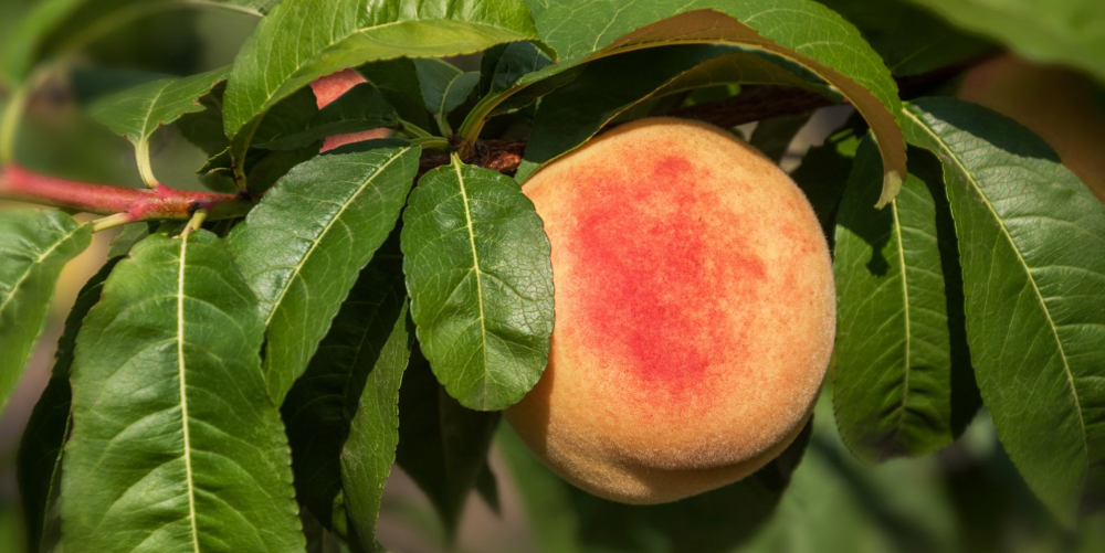 Ripe peach hanging on tree branch with green leaves