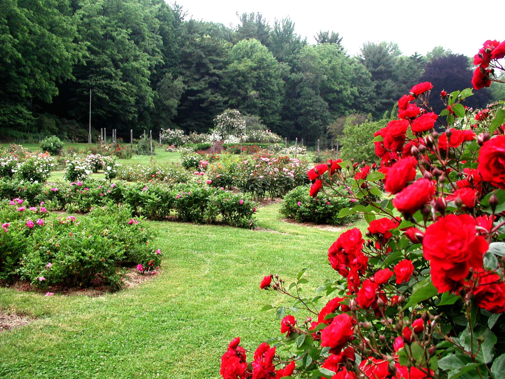 Red roses in a cultivated garden with green trees background