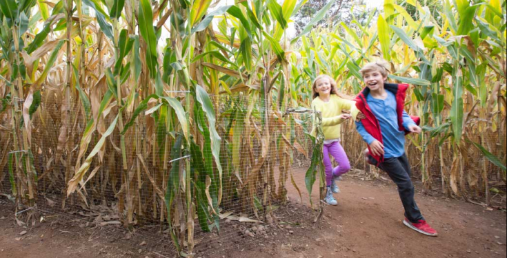 Corn maze