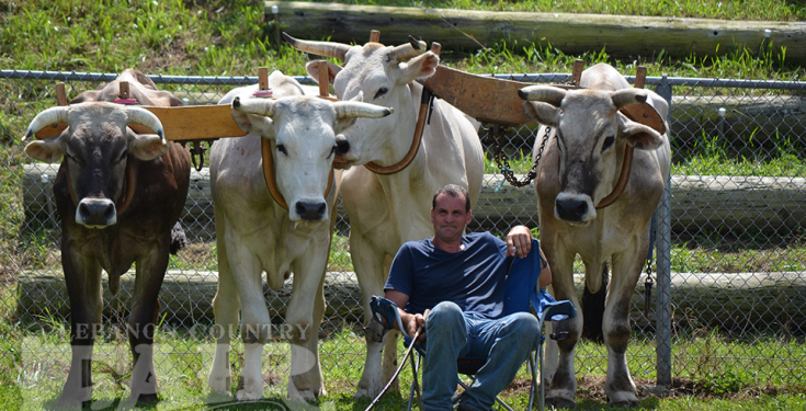 Man sitting in chair with four oxen yoked behind him on grass