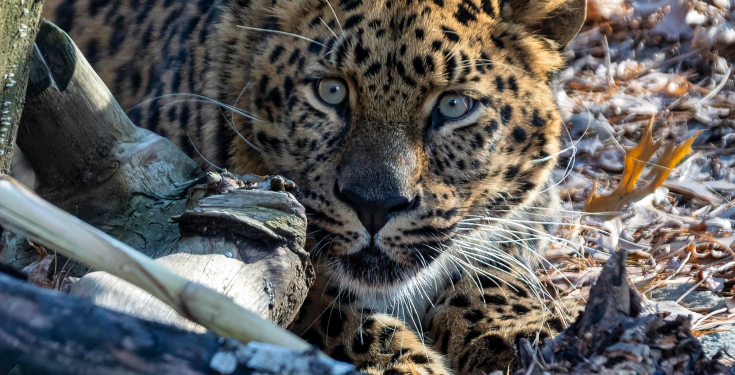 Meet brother and sister, Orion and Kallisto, Amur leopards