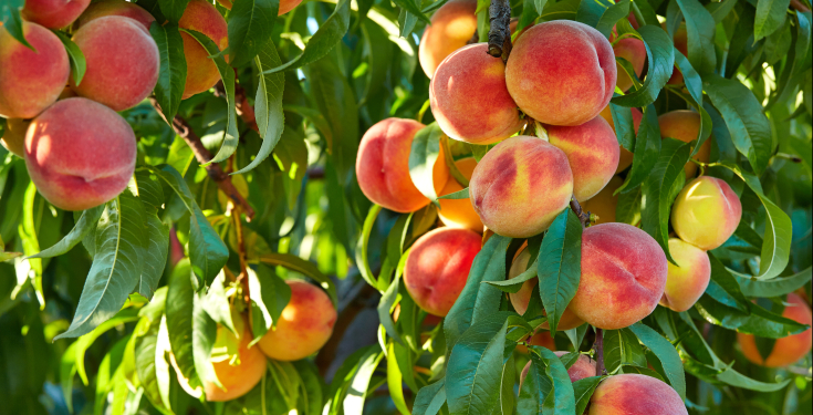 peaches