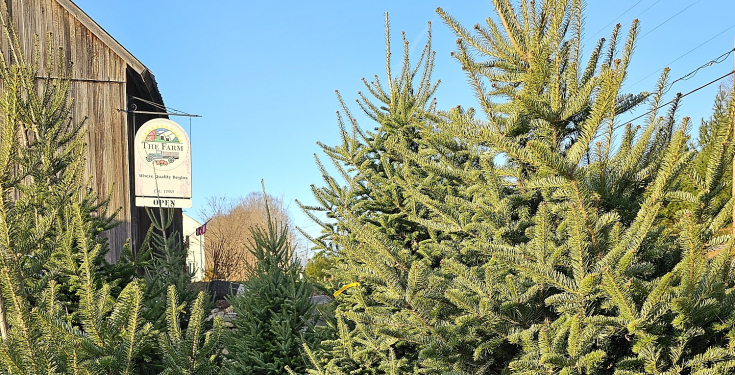 Christmas Trees For Sale