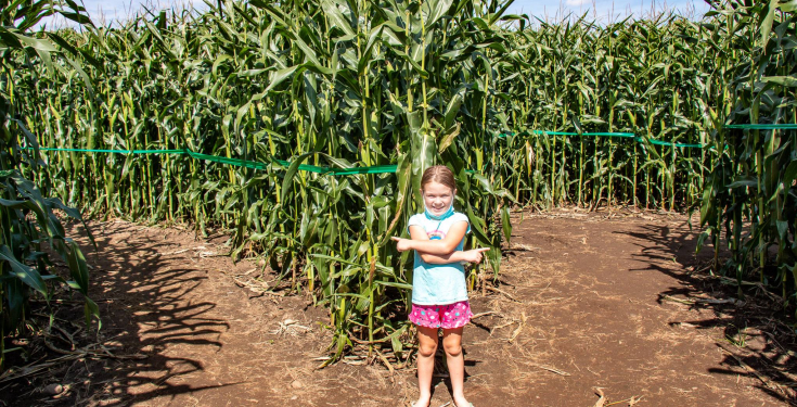 Corn Maze