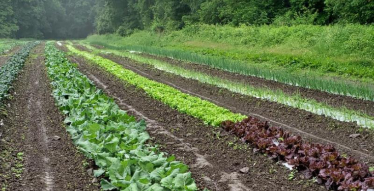 Field crops