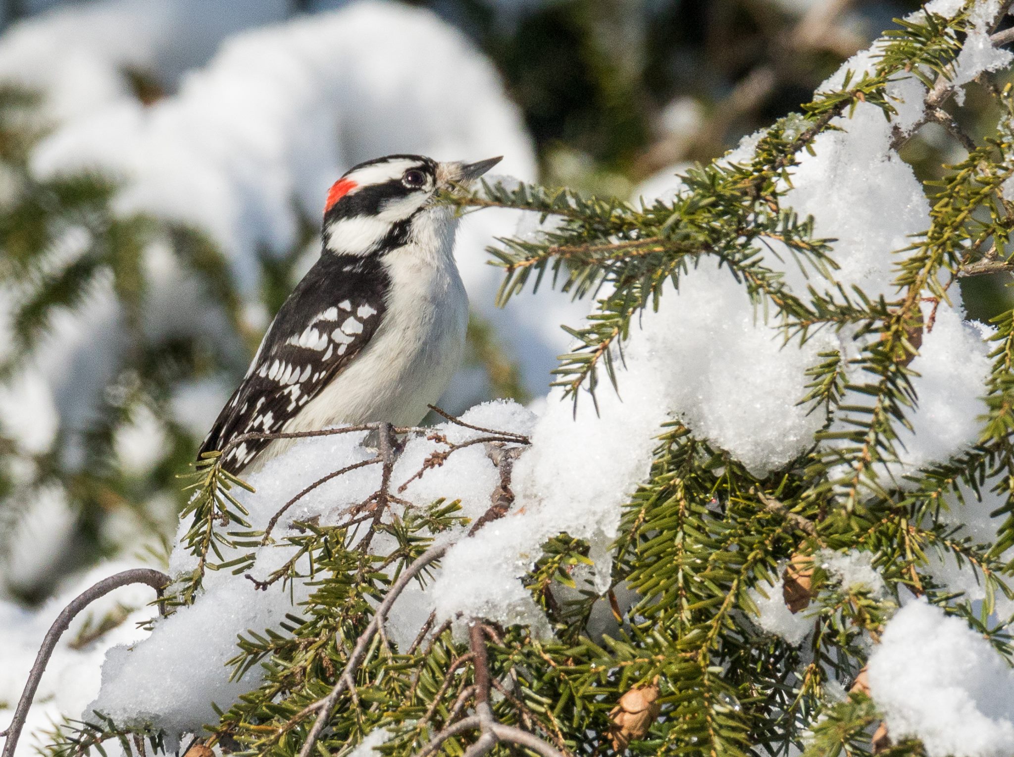 Birds and baseball II - Connecticut Audubon Society